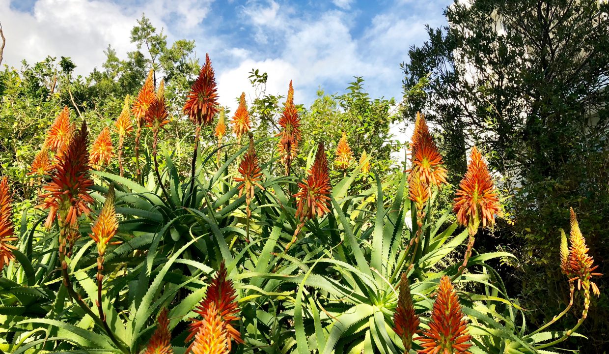 House Garden